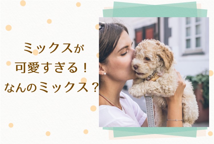 かわいいミックス犬！